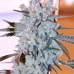 Photo by botafarm california (@botafarm)