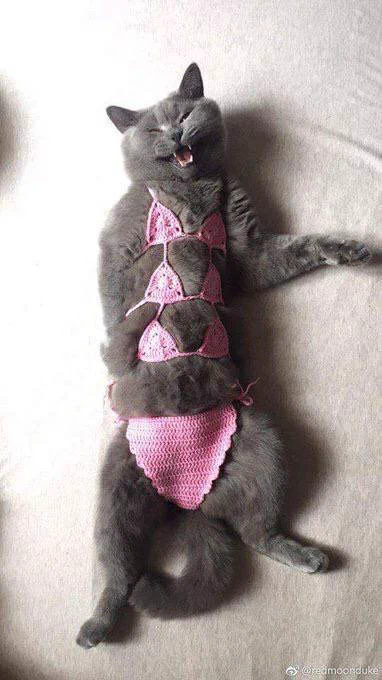 猫に水着を作って着せてみました！猫にはこのくらいの布面積が必要・・・