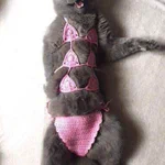猫に水着を作って着せてみました!猫にはこのくらいの布面積が必要・・・