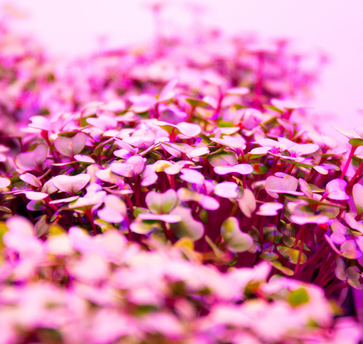 MicrotownSys's tweet photo. From reducing the risk of Alzheimer’s disease to preventing the growth of cancer cells, the benefits of red cabbage microgreens are both surprising and exciting!
Packed with antioxidants, amino acids, and key vitamins.
🌱🌱🌱
.
.
#microtown #microgreens #redcabbage https://t.co/j36viPjWex