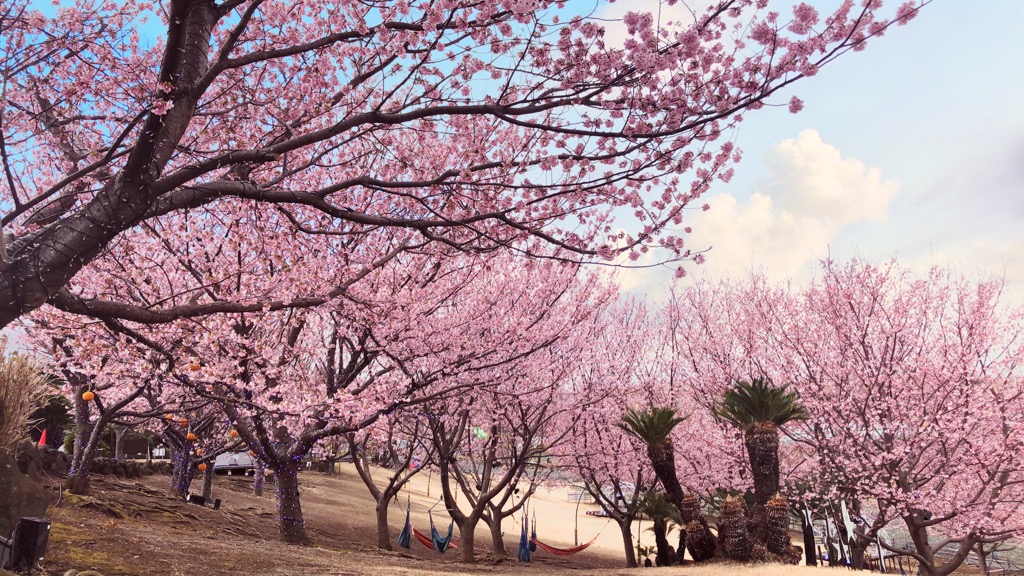 granpalpark's tweet photo. こんにちは☺
ぐらんぱる公園では、城ケ崎桜が見頃を迎えました🌸
ナイトタイムではライトアップしてさらにキレイです♥
．
#shaboten　#伊豆　#ぐらんぱる公園　#グランイルミ
#城ケ崎桜　#ライトアップ　#春　#お花見 https://t.co/7E2UfSCLdU