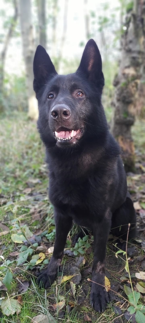Is it too early for a Jaegar Bomb? No I thought not!! After a car pursuit PD Jaegar detained a running male. And with the help of members of the public in Boothstown , a second Male that had gone for a swim was detained. Burglary team off the streets. <a href="/gmpolice/">Greater Manchester Police</a> <a href="/GMPSalford/">Salford Police (GMP)</a>.