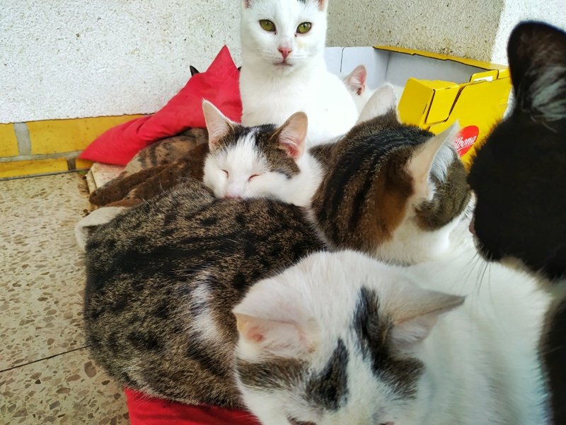 Guten Morgen liebe Katzenfreunde ☺️

Ich wünsche Euch einen tollen Tag! 
Bleibt keimfrei 👍😎

#cats #caturday #kitty #catsoftwitter #catlover #katze #kitties #catoftheday #catlove  #katzen #catsofinstagram #coronavirus