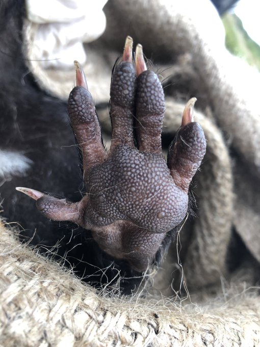 タスマニアデビルの生態と特徴 日本に2頭だけ かわいい悪魔の正体とは Zoo Zoo Diary