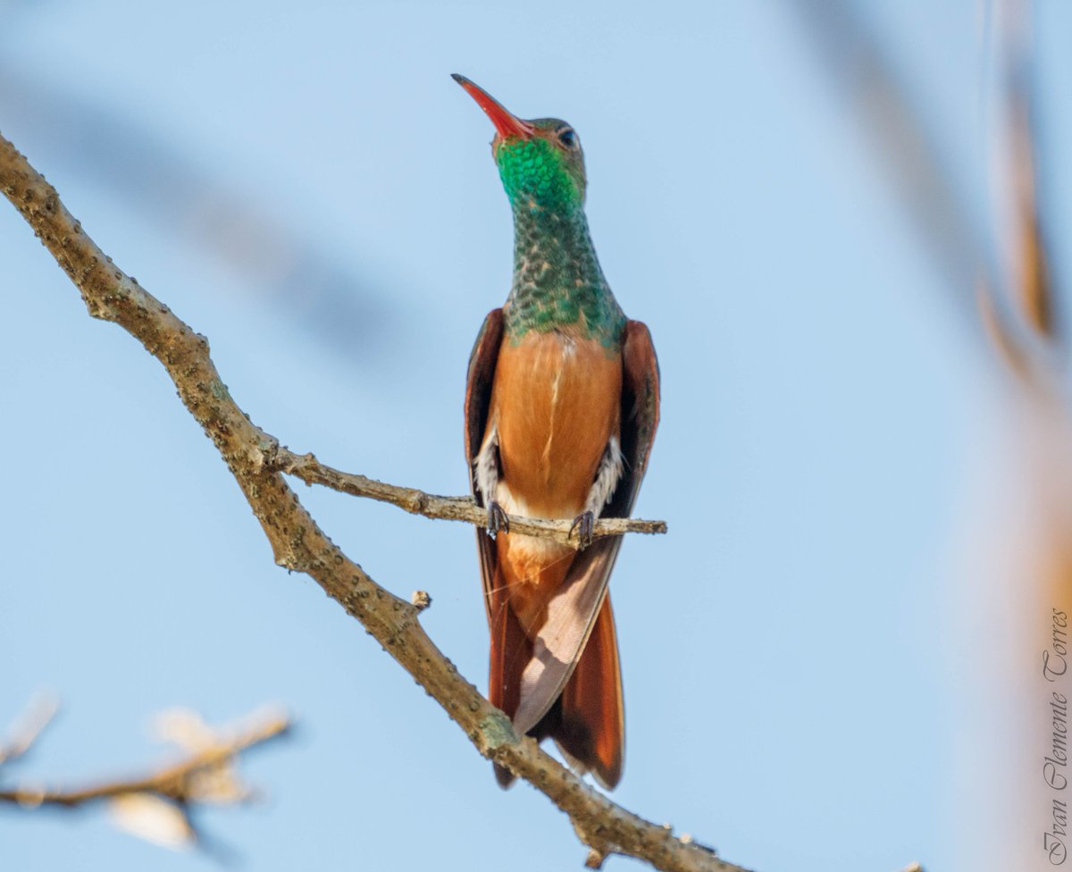 IvanClementeTo1's tweet photo. Colibrí Vientre Canelo/ Amazilia yucatanensis/ Buff-Bellied Hummimbirg.
Citincabchen, Yucatán, México. https://t.co/cMlXDwWEhr