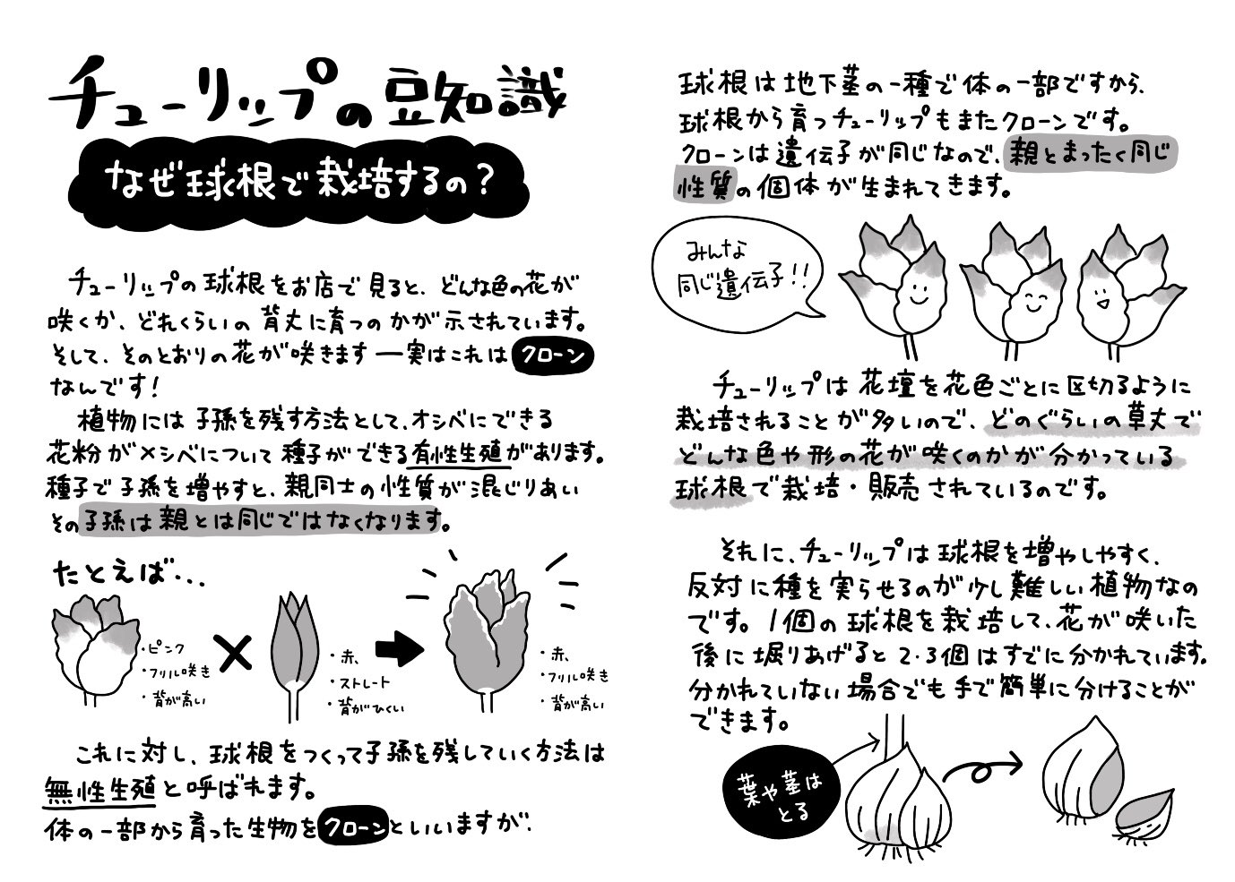 よしもとなな 花屋の新聞3月号にチューリップの種子のことを書きました いろいろ調べながら 種と球根の違いが学べて勉強になった T Co Nlkkgbqbrv Twitter よしもとなな 花屋の新聞3月号にチューリップの種子のことを書きました いろいろ調べながら 種と球根の違いが学べて勉強になった T Co Nlkkgbqbrv Twitter