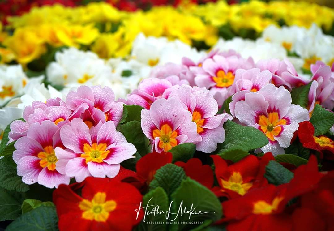 Enumclaw floral palette. #wawx #Enumclaw #PNW #upperleftusa #SoNorthwest #k5winter #sonya7iii #primulaAuricula