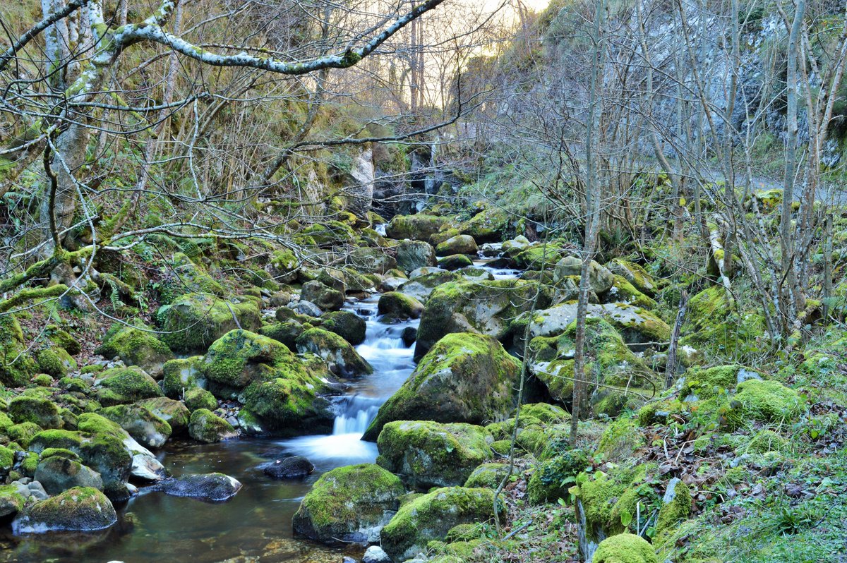 AYUNTAMIENTO DE CASO. PARQUE NATURAL DE REDES tweet media