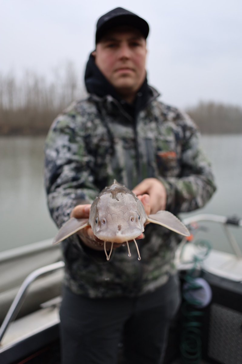 SturgeonSlayers's tweet photo. #BC Residents @huntervant and father Ted. Sturgeon Conservationists doing their part in citizen science with juvenile Sturgeon. Thank you 🙏 Now let’s hope they survive the Gill-Nets #SturgeonSlayers #CatchRecordRelease #SelectiveFishing https://t.co/Q5EZcifuiJ