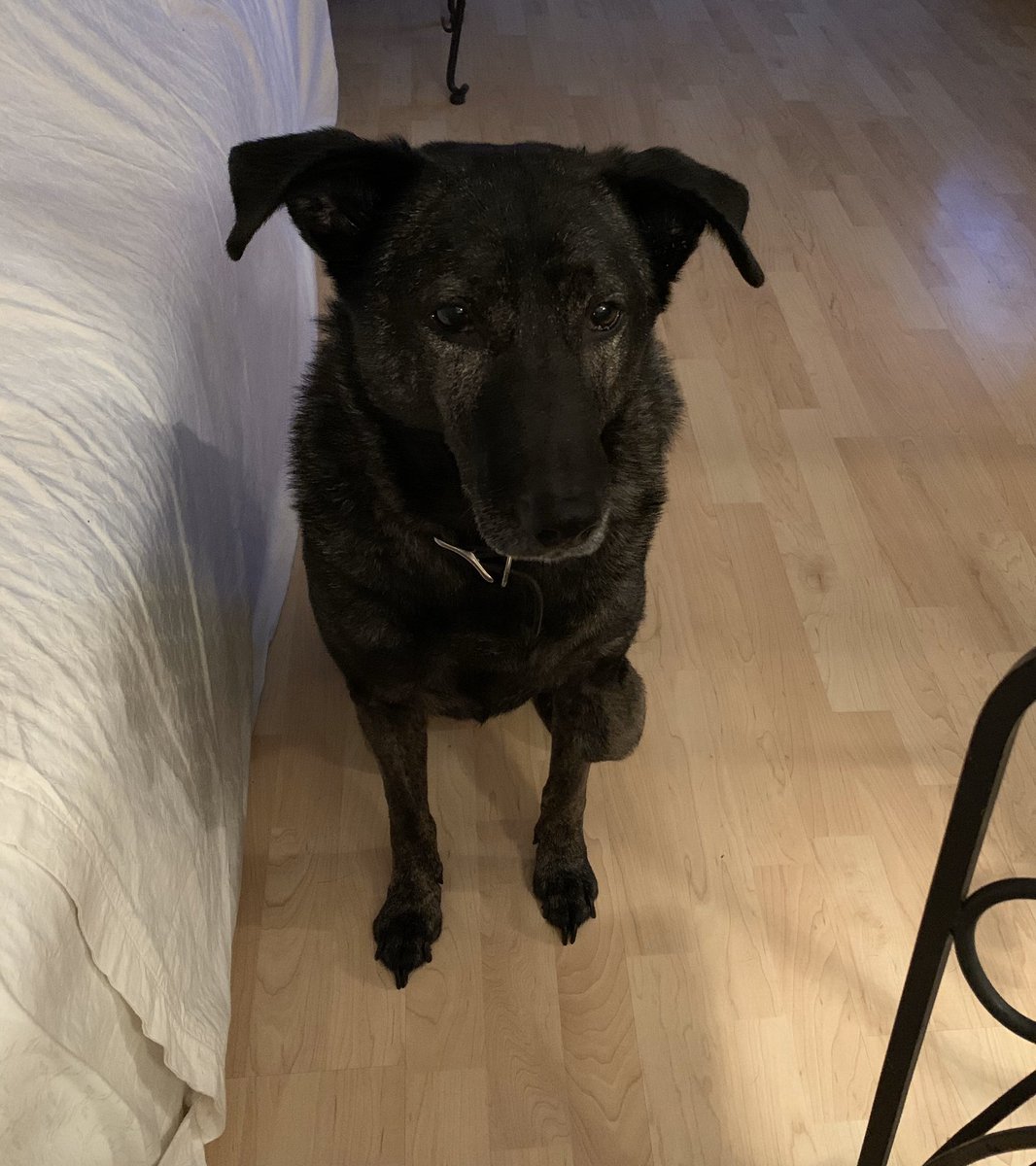 nspiral16's tweet photo. #eatingbreakfast is a dangerous sport. thank goodness i have my #bodyguard here in case something happens #bishop #mydog #bestdogever https://t.co/N99VdxWpVg