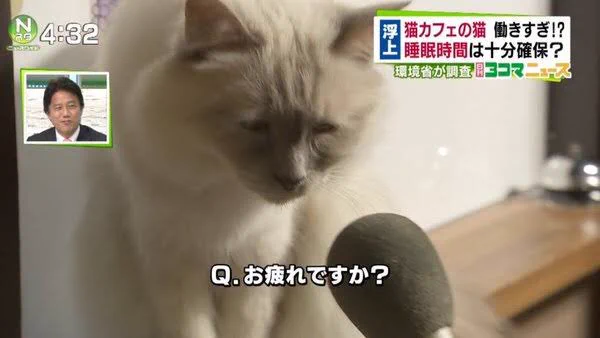 猫カフェの猫は働きすぎ？猫にインタビューした画像が話題www