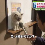 猫カフェの猫は働きすぎ？猫にインタビューした画像が話題!