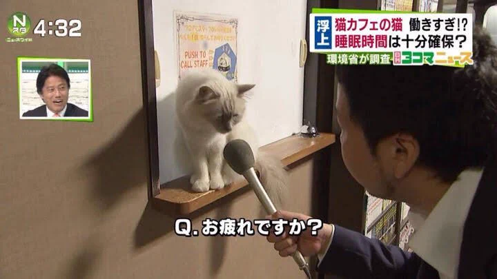 猫カフェの猫は働きすぎ？猫にインタビューした画像が話題www