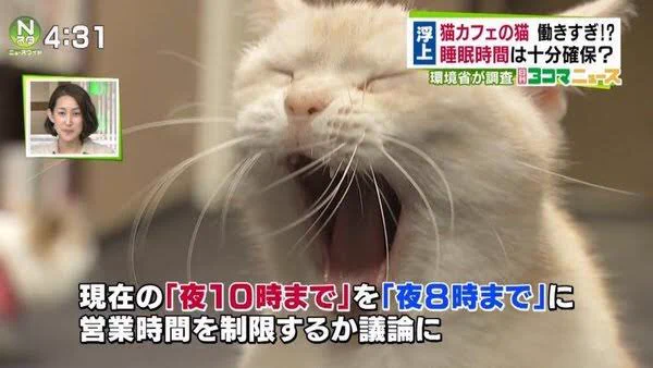 猫カフェの猫は働きすぎ？猫にインタビューした画像が話題www