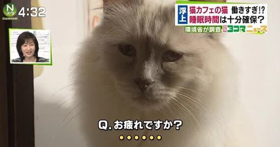 猫カフェの猫は働きすぎ？猫にインタビューした画像が話題www