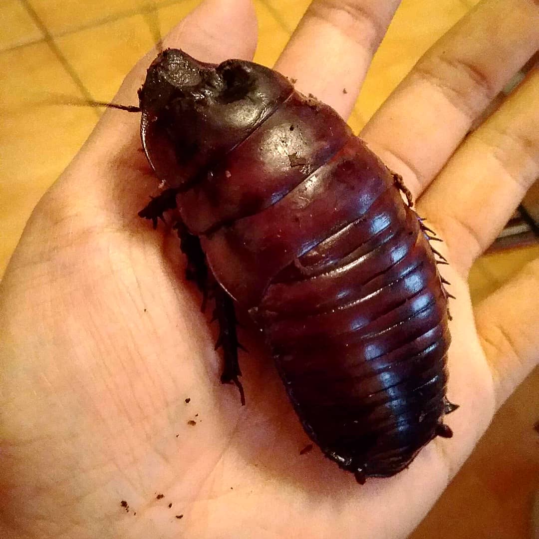 InvertebratesOf's tweet photo. Macropanesthia rhinoceros
World's heaviest roach came from Australia, that can weigh up to 35g.
#animals #animal #fauna #pet #zoology #bug #invertabrate #insect #insecta #insects #roach #cockroach #schaben #svab #blattodea #nature #australia #czech #macropanesthiarhinoceros https://t.co/d5KD5UjYkk