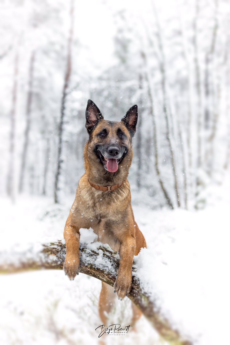 Snow fun in the woods. Canon 6D + 50mm f1.8 STM. #snowday #malinois #dogsofinstagram #dogs <a href="/CanonUKandIE/">Canon UK and Ireland</a> <a href="/CanonEMEApro/">Canon EMEA Pro</a>