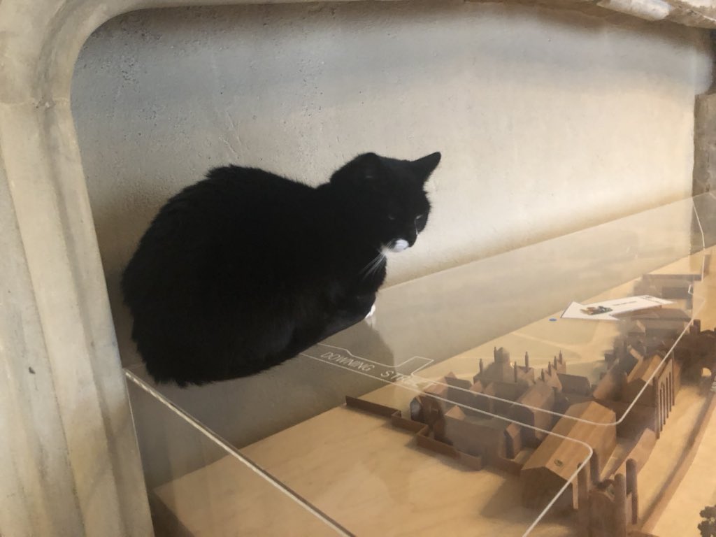 Meet Ozzie and Evie, the Office cats! Ozzie is Evie’s son. They