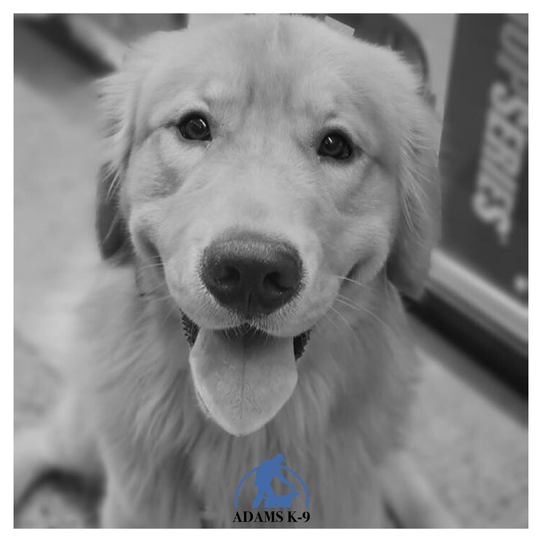 AdamsK9LLC's tweet photo. 🖤💙
⠀
#adamsk9 https://t.co/60LVKqXxah