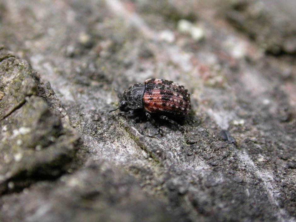 #speciesaday no. 118 is Anthribus fasciatus. The only other anthribid I've seen. I saw this once at @kneppcastle in 2015, not seen it since. Seems more frequent in Midlands. Chonky, cryptic, scarce. What isn't to like?! Wish there were more anthribids <a href="/WeevilRS/">WeevilRS</a> @SussexEmerald