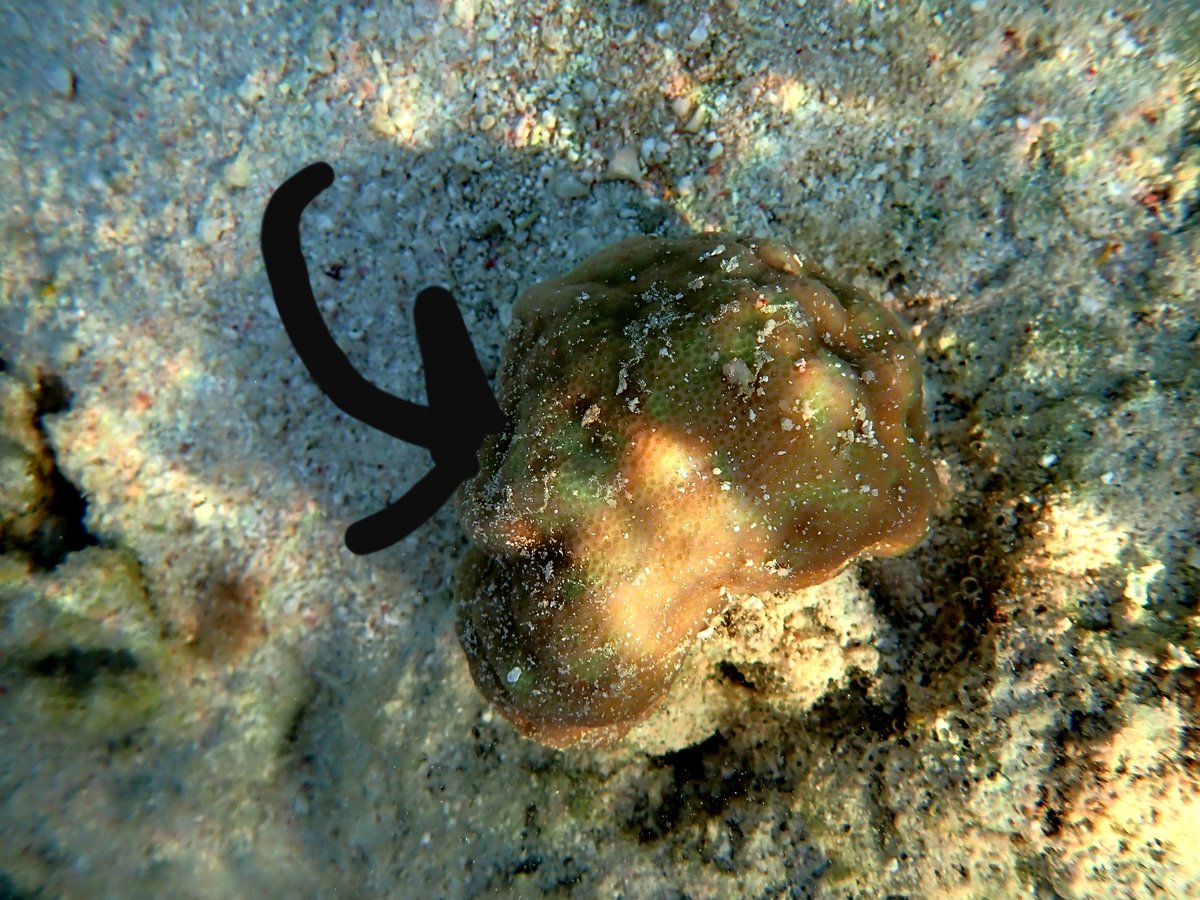 thedivinggoose's tweet photo. Endolithic algal blooms visible alongside mortality as the bleaching in the Heron Island lagoon worsens ☹ will this mean accelerated bioerosion of the reef structure?

https://t.co/9v5CSRsA8c

@UNSWScience @UON_research @coraltracelab @symbiogenomics @jesseb3rg @Coulson_Lantz https://t.co/yE8SbYwxDC