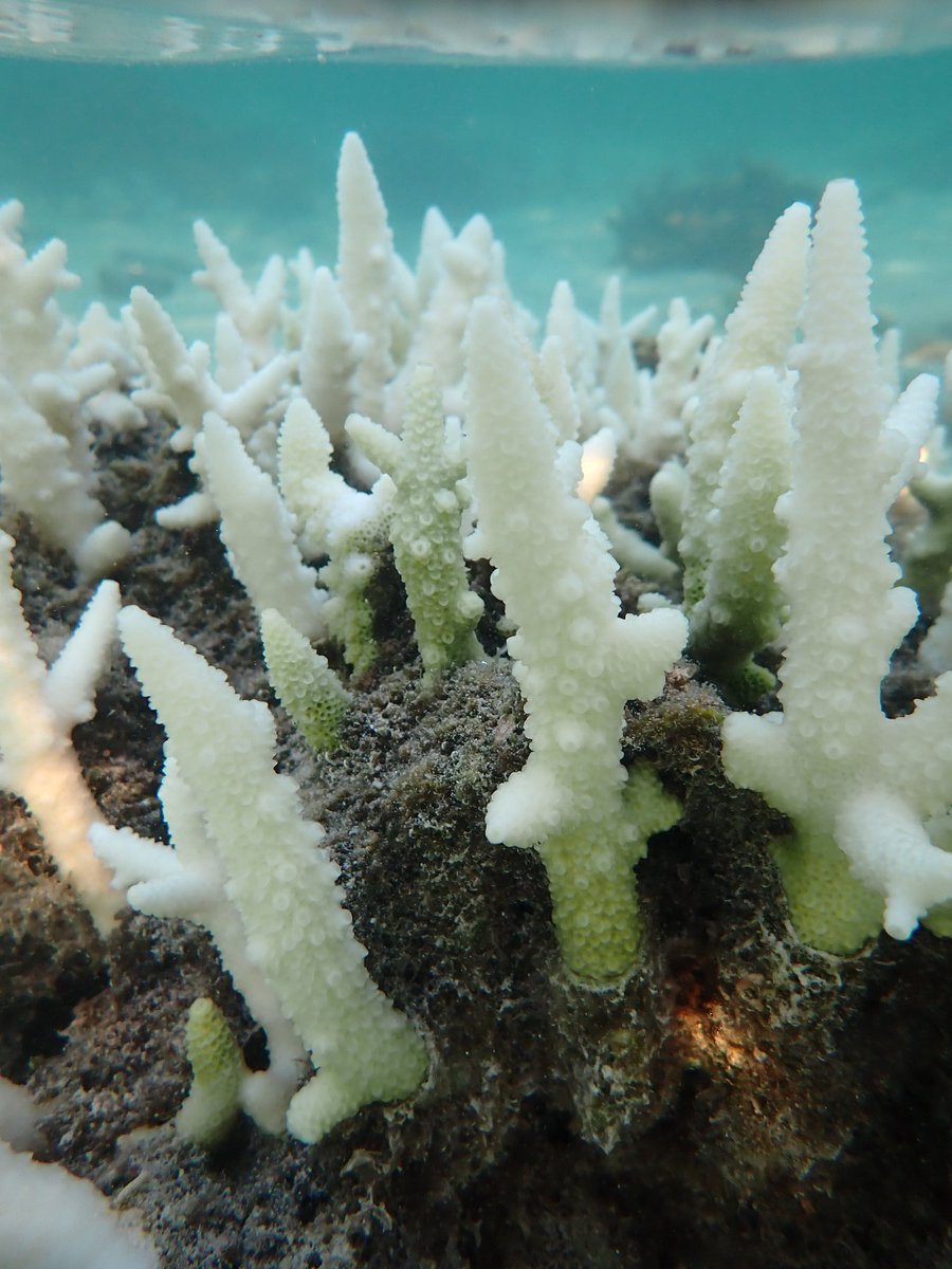 Dr Alexander (Gus) Fordyce (@thedivinggoose) on Twitter photo Endolithic algal blooms visible alongside mortality as the bleaching in the Heron Island lagoon worsens ☹ will this mean accelerated bioerosion of the reef structure?
sciencedirect.com/science/articl…
<a href="/UNSWScience/">UNSW Science</a> <a href="/UON_research/">Uni Newcastle Research</a> <a href="/coraltracelab/">@CoralTraceLab</a> <a href="/symbiogenomics/">Symbiosis Genomics</a> @jesseb3rg <a href="/Coulson_Lantz/">Coulson</a> Endolithic algal blooms visible alongside mortality as the bleaching in the Heron Island lagoon worsens ☹ will this mean accelerated bioerosion of the reef structure?
sciencedirect.com/science/articl…
<a href="/UNSWScience/">UNSW Science</a> <a href="/UON_research/">Uni Newcastle Research</a> <a href="/coraltracelab/">@CoralTraceLab</a> <a href="/symbiogenomics/">Symbiosis Genomics</a> @jesseb3rg <a href="/Coulson_Lantz/">Coulson</a>