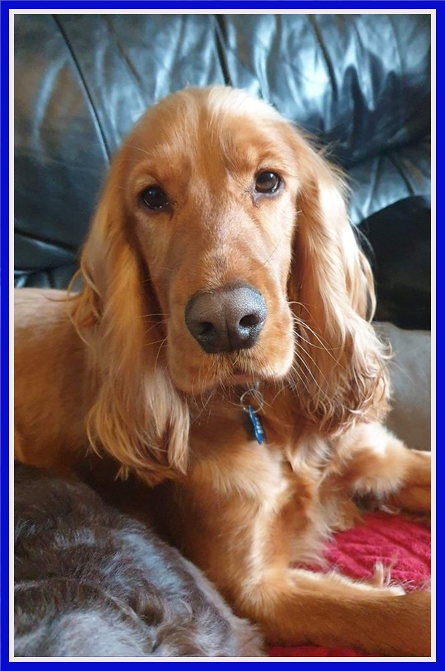 SpanielAidUK's tweet photo. Please take a look at our website, we have several gorgeous dogs looking for their new homes and we will be adding another three today https://t.co/umoE05zhQV #AdoptDontShop #fosterdog #spanel #cocker #ilovemydog #spaniels_rule #dogsoftwitter #WorkingDogWednesday https://t.co/IWKifZt1OO