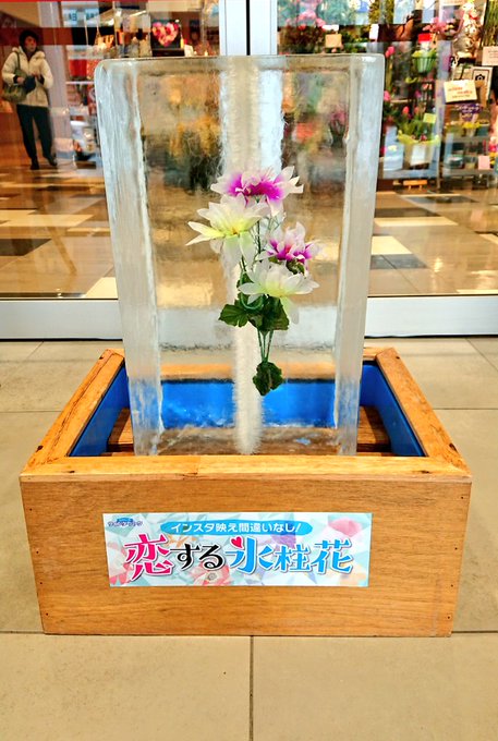 氷柱花の美しい魅力 京都グリーンショップのブログ By カワナミプランテーション