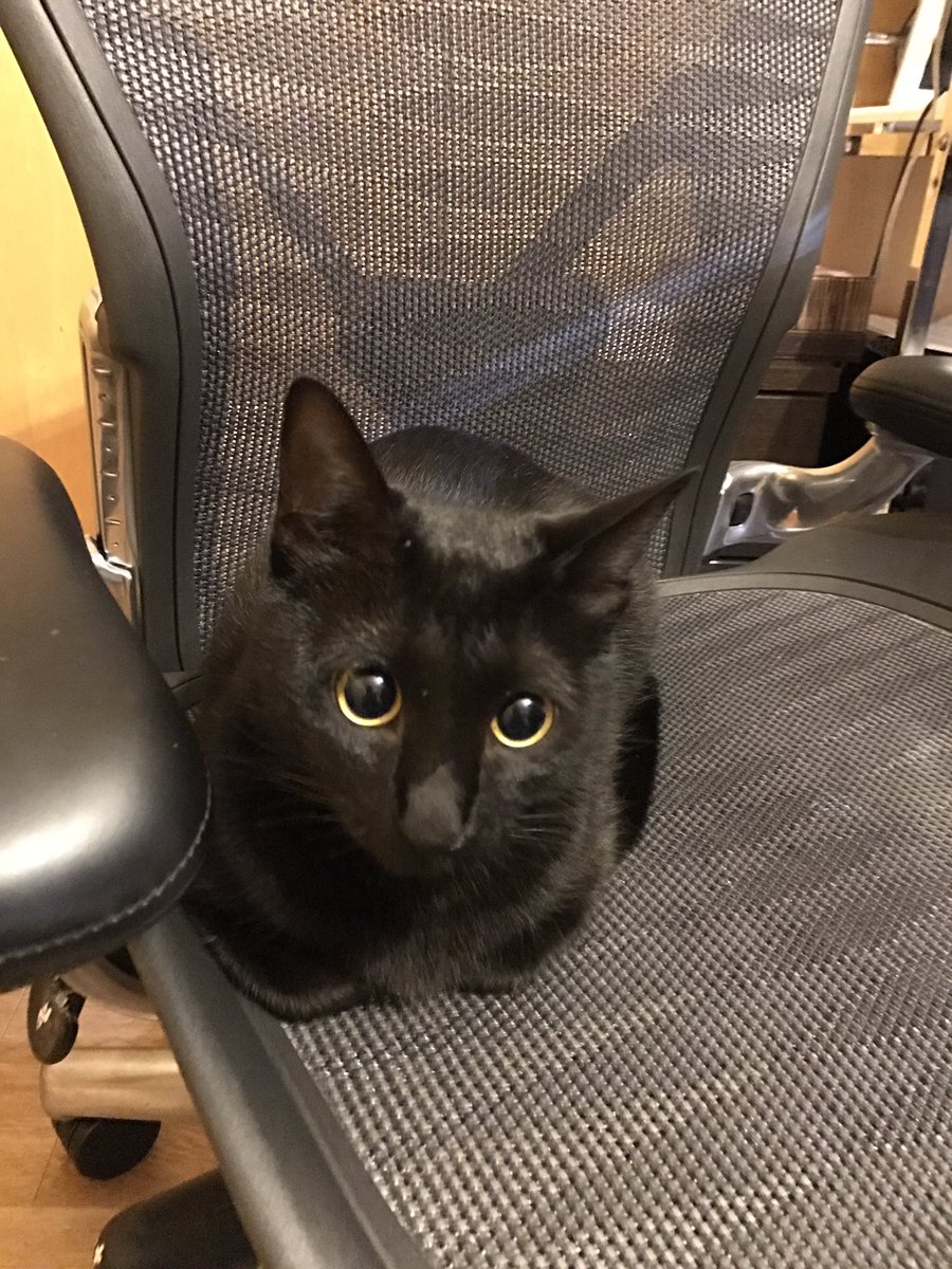 ねこです 