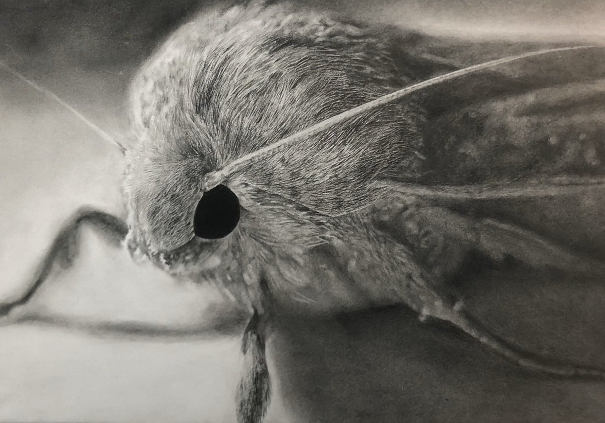 #ツイッターで楽しむ展覧会
便乗します。鉛筆で描かれた昆虫達を見てください! 