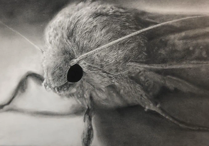#ツイッターで楽しむ展覧会便乗します。鉛筆で描かれた昆虫達を見てください! 