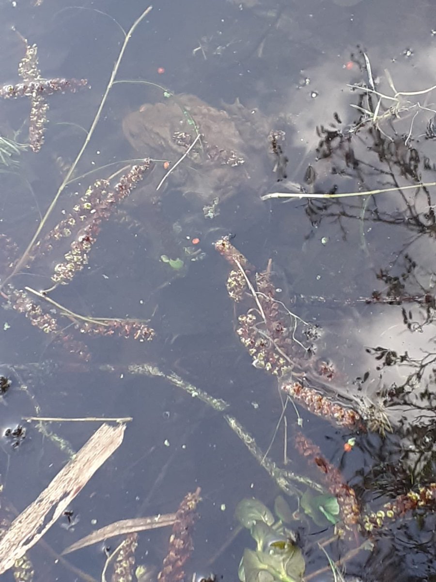 Toad Rescue tweet media