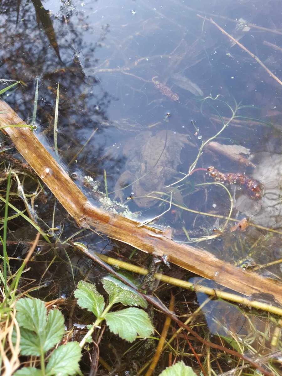 Toad Rescue tweet media