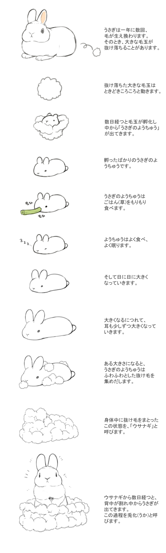 تويتر らいらっく على تويتر うさぎのひみつ No 換毛期 かんもうき 表向きには春と秋にそれぞれ夏毛 冬毛へ生え変わるとされている現象 T Co U1mb1b5w