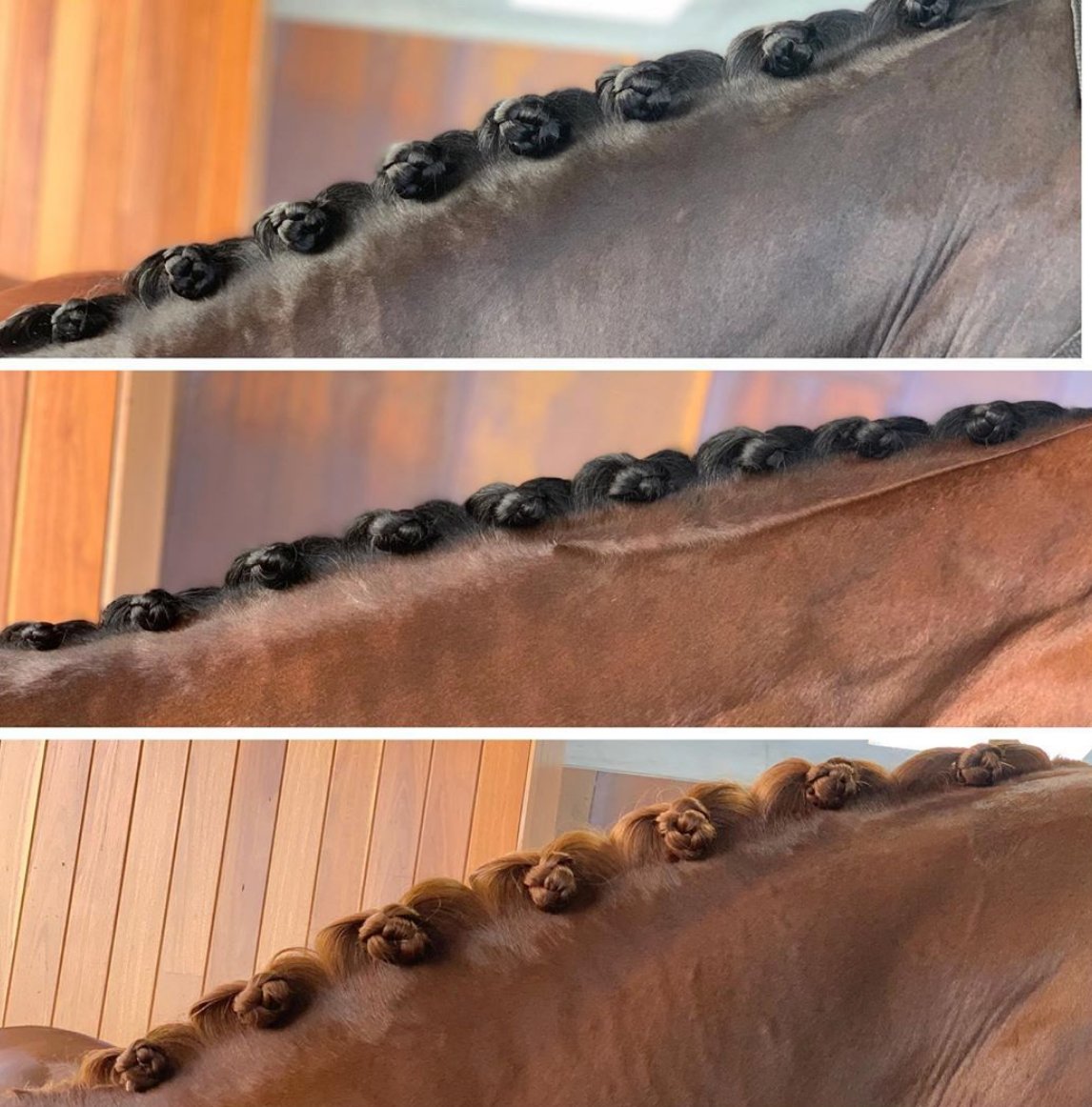 Smart_Grooming's tweet image. Perfect Plaits for the dressage arena by @stablechats 😍 #perfectplaits #smartgrooming