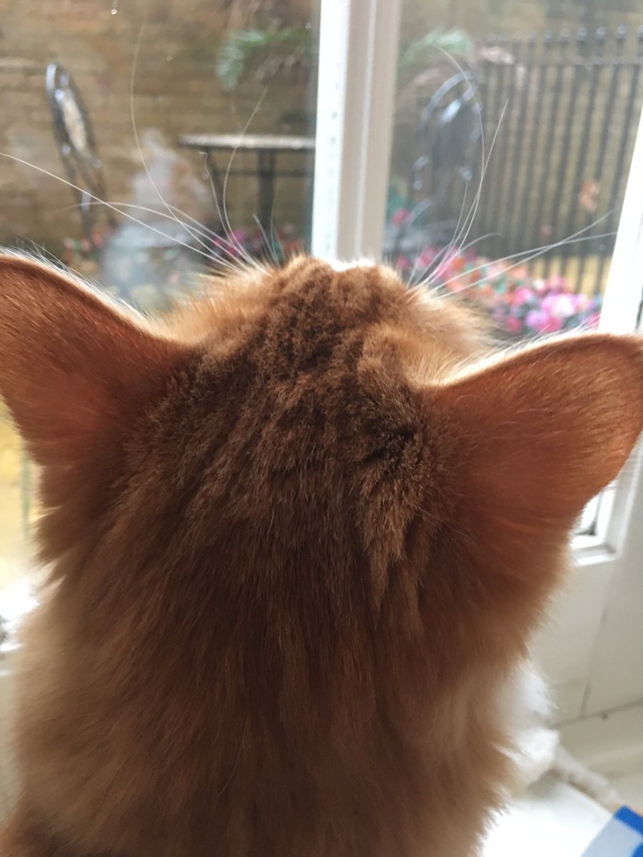 cat food delivery service