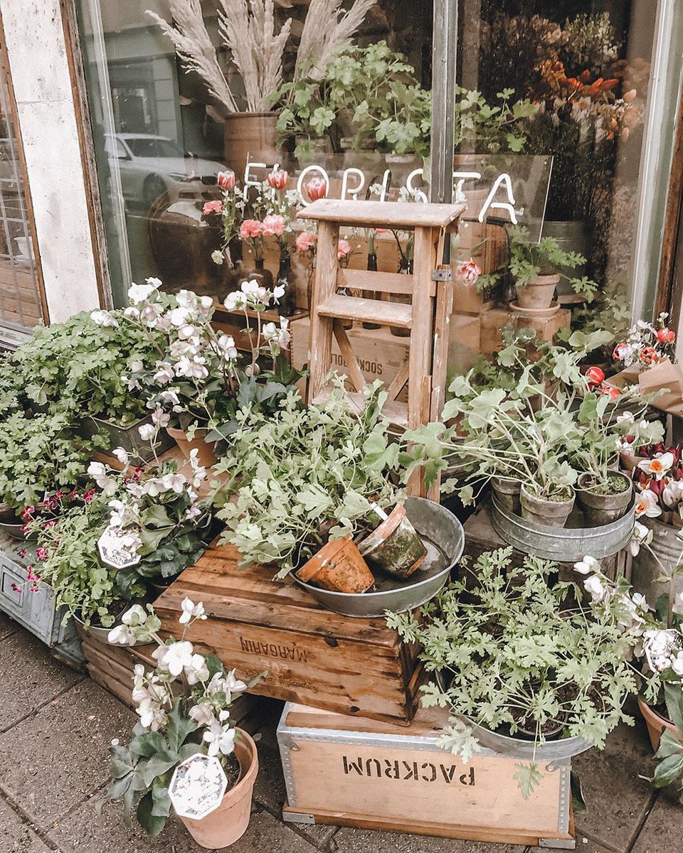 Seeing these flowers outside of Florista makes us longing for spring! 🌿🌺 (Photo by idaginman)