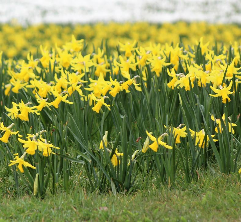 Heb jij de bloemenzee al gespot? Dankzij de medewerkers van de groenvoorziening liggen de velden bij het station er weer prachtig bij.