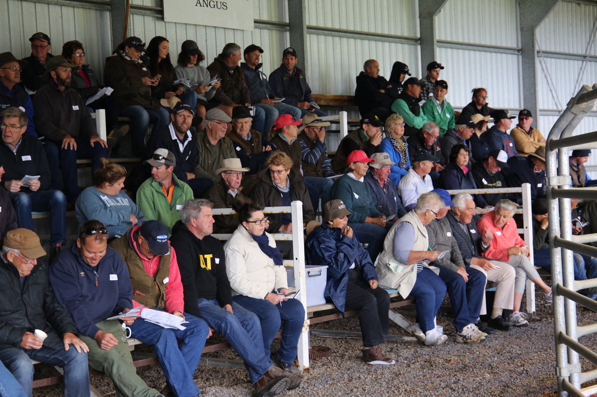 Thanks to the successful bidders &amp; underbidders at our VIC Sale.
106 bulls averaged $7180 and sold to a top of $14000 twice. #pathfinderangus #angusaustralia