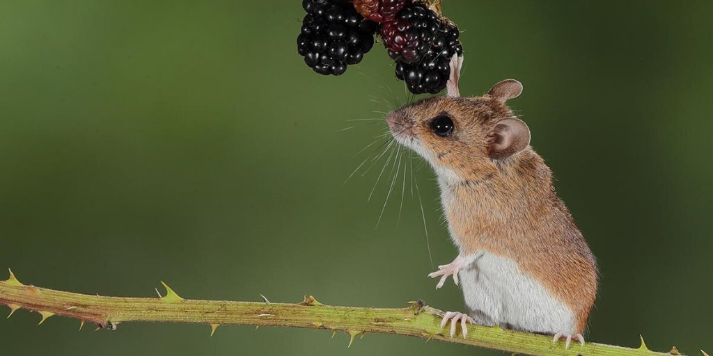 Are British #mammals consuming waste #plastic packaging? #PlasticInMammals aims to  find out &amp; YOU can take part!
Whether sending us samples, photographs or donations for equipment, your involvement is really helping the project. ow.ly/AnCH50ywxGw 

(C) Roy Rimmer