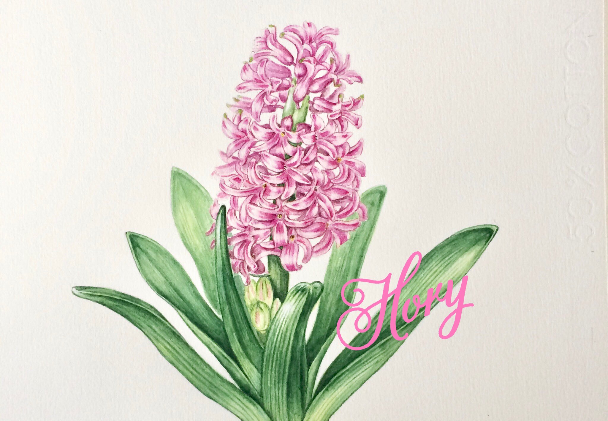 ホーリー ヒヤシンス キジカクシ科 描いてる時の香りが良いです ヒヤシンス ボタニカルアート 水彩画 植物画 花 イラスト T Co Sfyxhwcpud Twitter