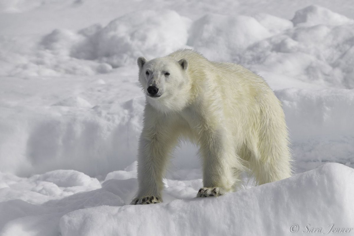 OceanwideExp's tweet photo. Happy International Polar Bear Day! https://t.co/uVYsX0xPO1 #ipbd #internationalpolarbearday
Picture by Sara Jenner. https://t.co/bfEqF14s9A