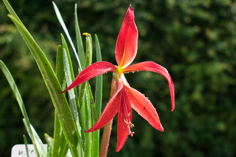 Good Morning Fellow Twitterers,
It's a bit cold and wet and if we're lucky we might get a bit of sun later 
...but on the whole today would be a good day to plan and shop for summer bulbs. #ThursdayThoughts 

gee-tee.co.uk/bulbs/sprekeli…