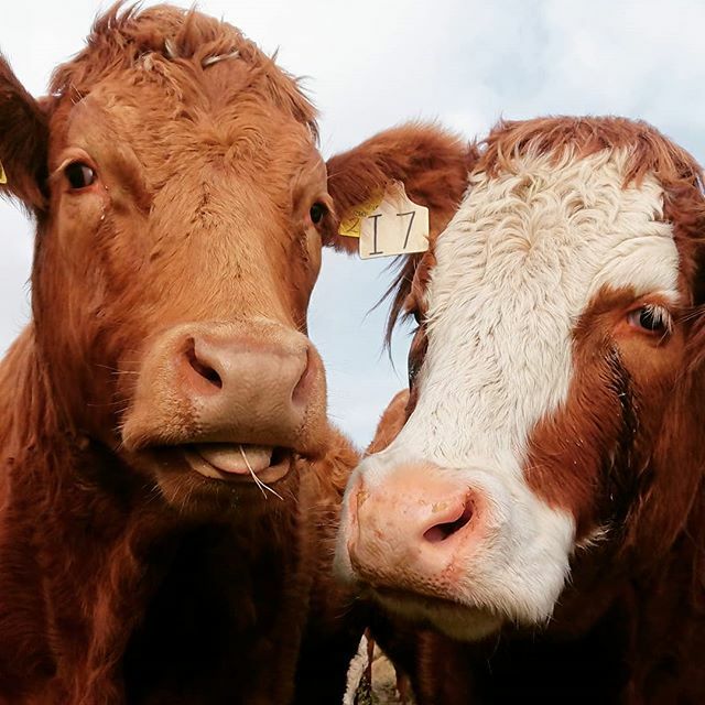 dogs_pyjamas's tweet photo. Making friends on our dog walking adventures!

#dogwalkingadventures #dogwalking #cows #farmland #farmlifestyle #cowlove #orkneyislands #orkneycows #orkney #makingfriendseverywhere #mooo https://t.co/Moa2nouTkf https://t.co/80oOS7imlp