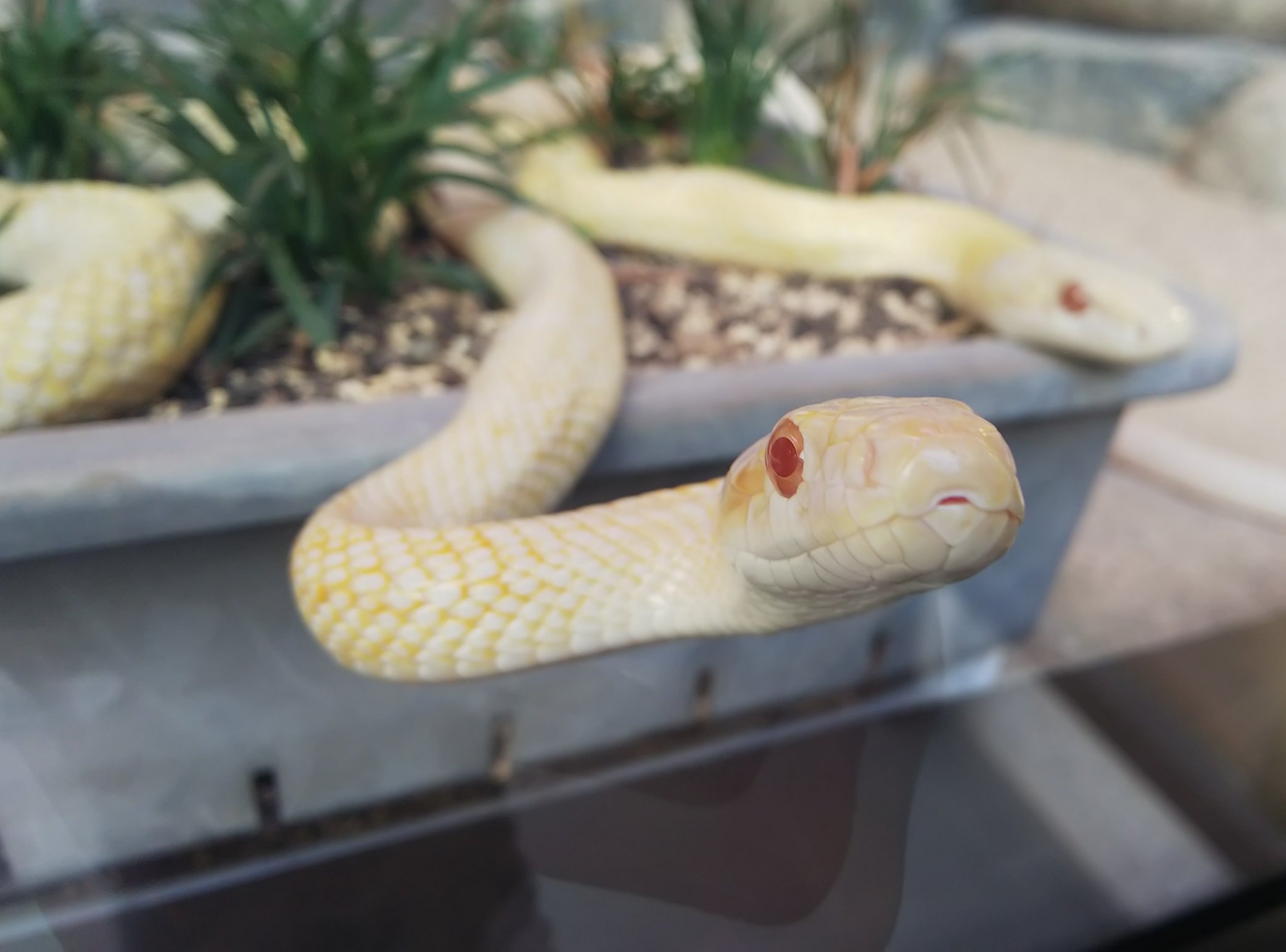 魔術ペン✨赤目白蛇アルビノ tkof-023866_4.jpg