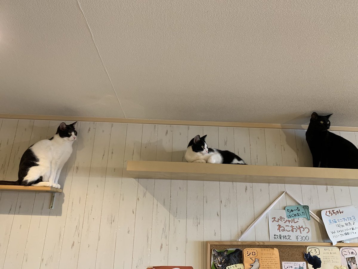 最新 西院 猫 カフェ 無料ダウンロード画像 最新 西院 猫 カフェ 無料ダウンロード画像