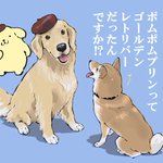 【衝撃】ポムポムプリンは犬だった!! しかも大型犬である!