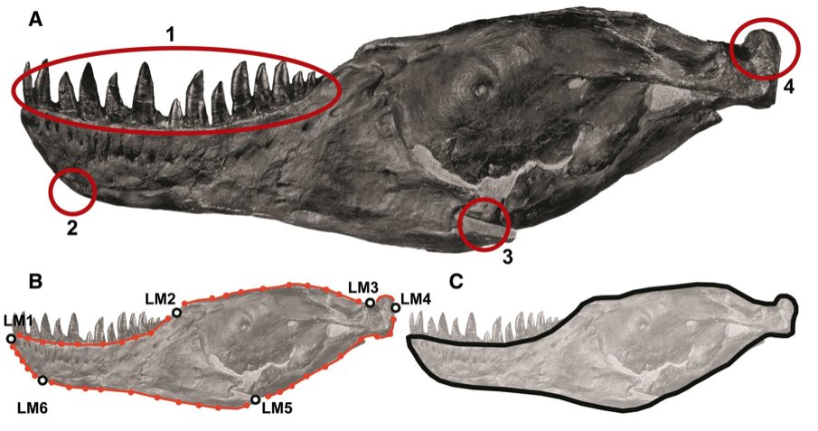 DrTLStubbs's tweet image. Today is #morphometrics training day for @BristolPalaeo MSc students! I will be teaching them about landmarks, outlines and disparity, looking at #crocodile skulls, #dinosaur jaws and #bird wings. 🐊🦖🦜