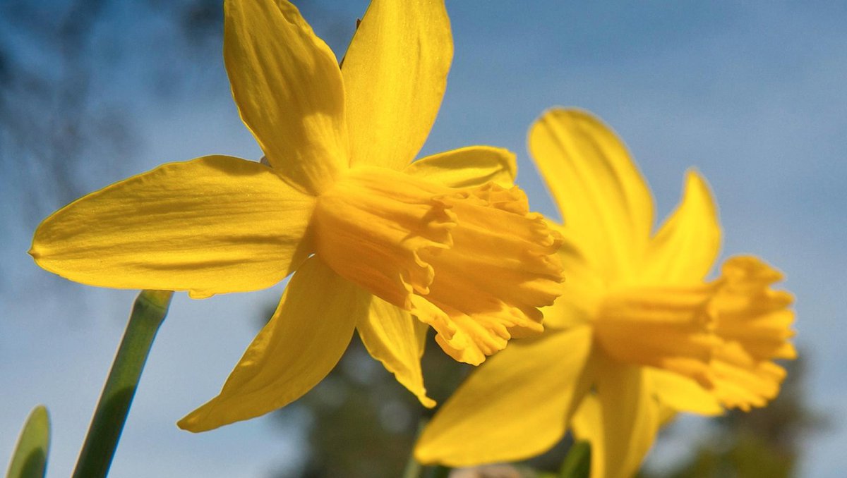 🏴󠁧󠁢󠁷󠁬󠁳󠁿 March 1st is one of the most colourful days of the year here in Wales. You'll find bright yellow daffodils, green leeks and vibrant traditional dress. Join the festivities and discover the wondrous legend of St. David in true Welsh style.
📲 ow.ly/1yym50yunW8