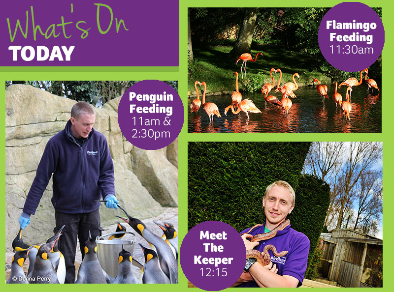 Birdland_'s tweet photo. #FeedingDisplays and #KeeperTalks take place everyday here at Birdland so be sure to catch them on your next visit! Find out #WhatsOn over on our website -  https://t.co/bnRifEh2tg https://t.co/7aJFI6xu1O